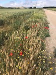 Bloemenpracht langs de kant van de weg