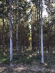 Eucalyptusbomen
