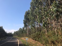 Eucaliptusbomen overal
