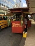 plantas medicinalas