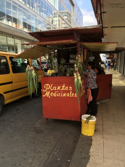 plantas medicinalas