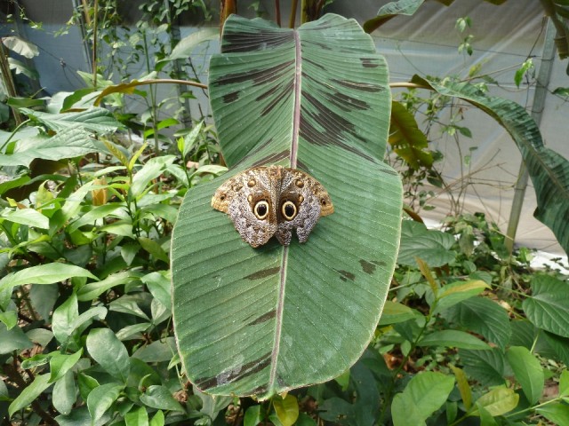 Owl or snake butterfly