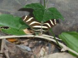 zebra vlinder
