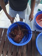 langoustines