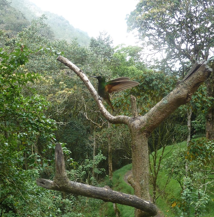kolibrietje