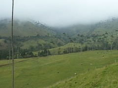 Valle  Cocora