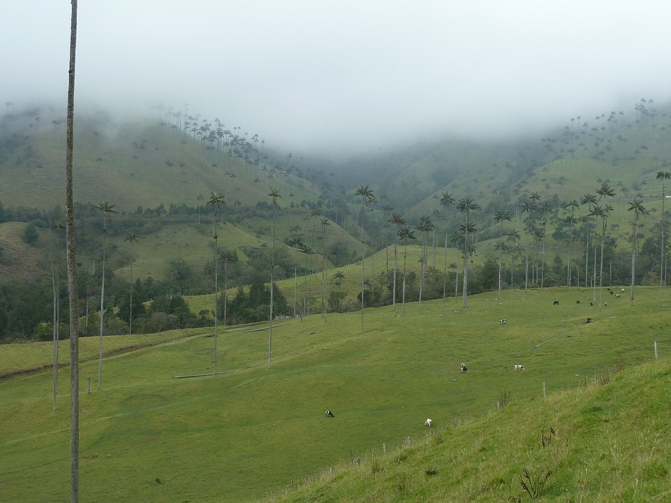 Valle  Cocora