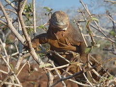 Iguana