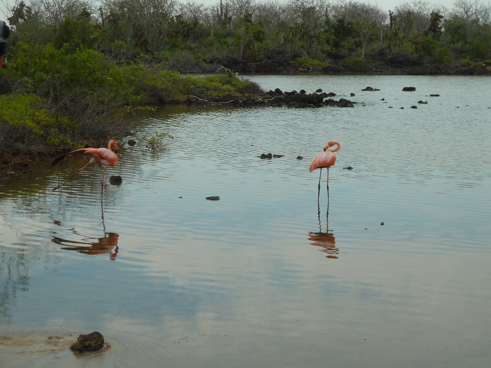 2 pretty flamingos