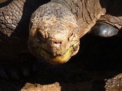 Tortoise van heel dichtbij