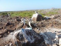 Blue footed boobies