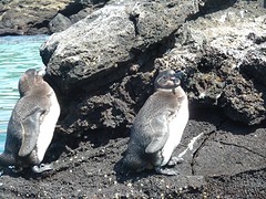pinguins