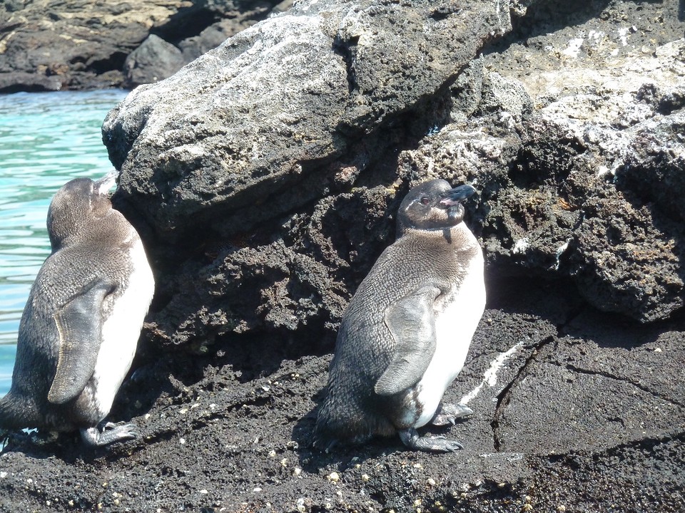 pinguins
