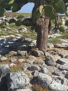 Iguanas in afwachting