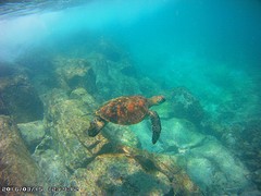 Tortuga