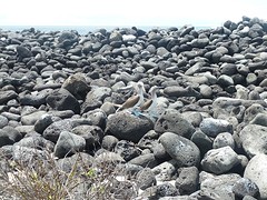 2 blue footed boobies