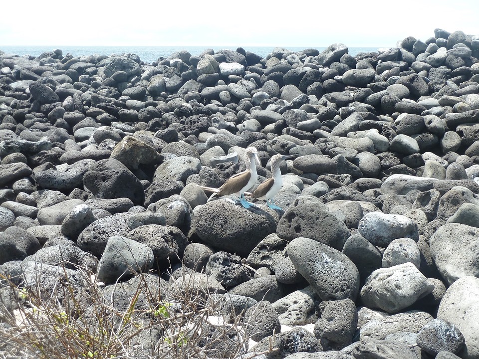 2 blue footed boobies