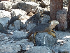 iguanas onder de bomen