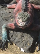 Multi coloured marine-iguana
