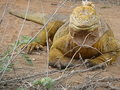 Iguana