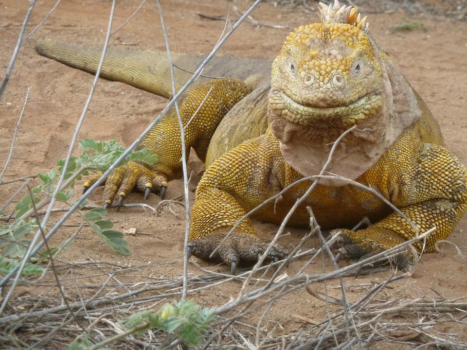 Iguana