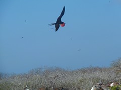 rode fregat vliegend