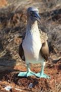 Blue footed boobie