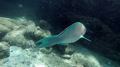 turquoise vis