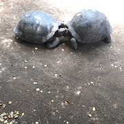 turtle love