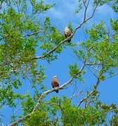 hawks