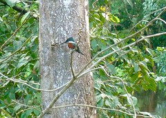 Beauty bird