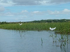 White Herrons