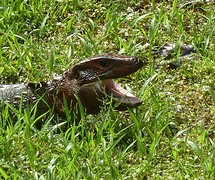 dragonlizard