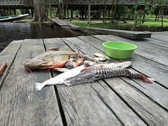 catch of the day van alix