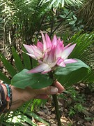 jungle bosje bloemen, van ' lady lips
