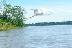birdy in the cloud