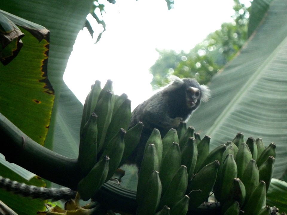 Aapje in de tuin
