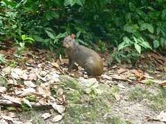 Capibara