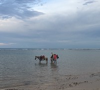 Dog & horses