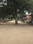 tree in the middle of the road