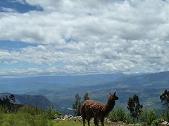 lama