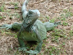 iguana in mangal