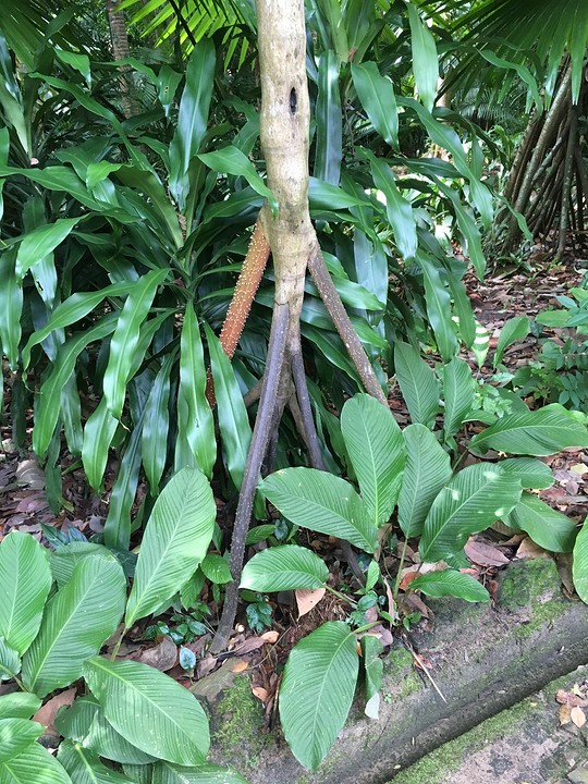 walking palm