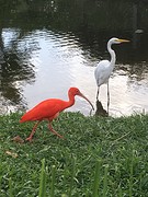 Rode (of witte opgewonden) ibis in park mangal de garcas