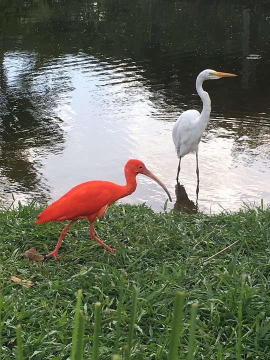 Rode (of witte opgewonden) ibis in park mangal de garcas