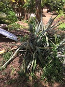 Ananasplant