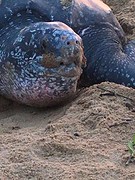 Giant leatherback