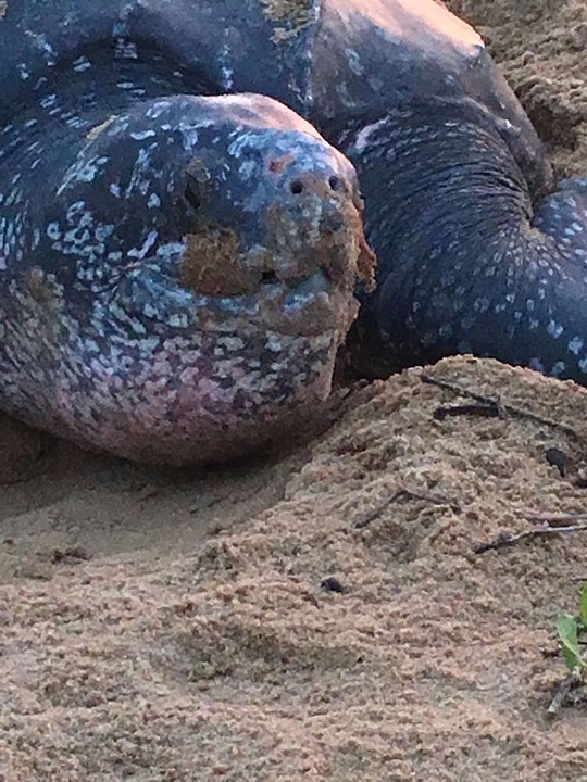 Giant leatherback