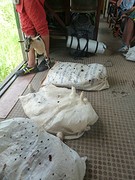 Geitjes en kippen in de trein