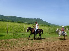 W te paard